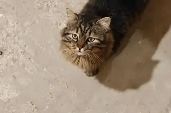 Найдена кошка, Новочеркасск, фото: Найден кот, Рощинский переулок, 8Н, Новочеркасск - серый полосатый, пушистый