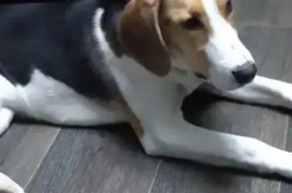 Пропала собака, Лесная улица, Мурманск - русская пегая гончая - photo