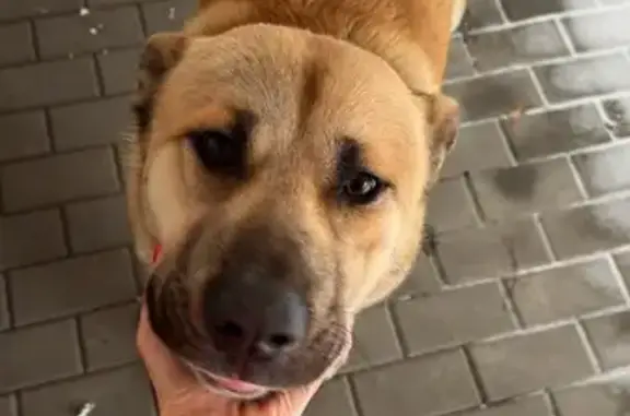 Найденные животные Истра, фото: Найден собака, мужской, КП Княжье Озеро, Истра - рыжий кобель с ошейником