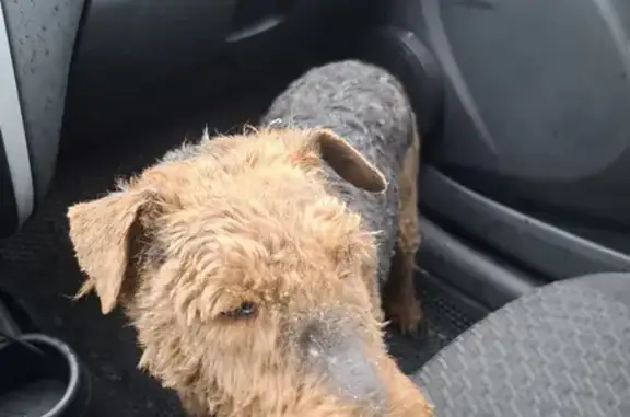 Найдена собака, проспект Строителей, 25В, Пенза - вельштерьер, чёрно-коричневая - photo