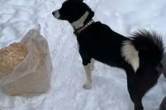 Найдена собака, Нижний Новгород, фото: Найден собака, мужской, Нижне-Волжская набережная, 1, Нижний Новгород - добродушный и контактный