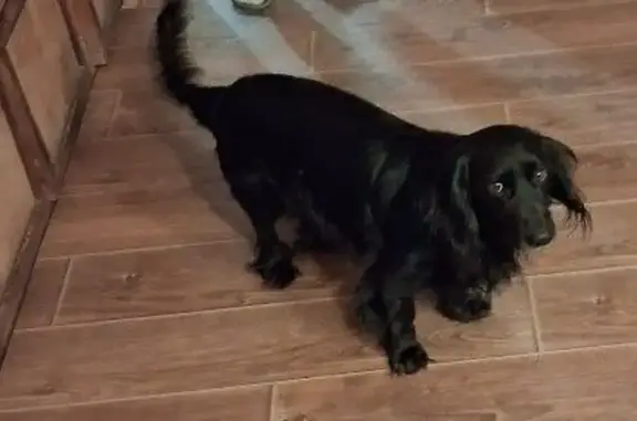 Пропал собака, Остёр, Смоленская область - метис спаниеля, чёрный окрас - photo