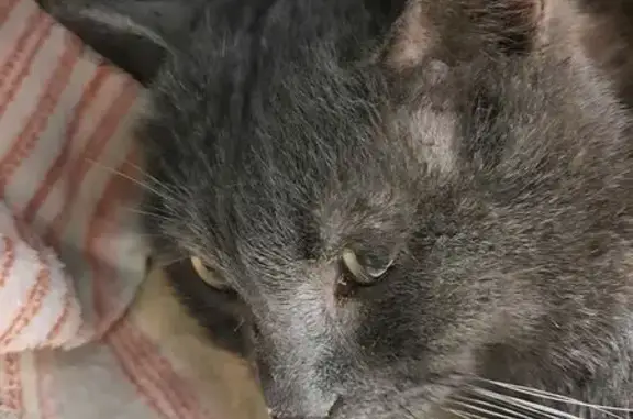 Найденные животные Новосибирск, фото: Найден кот, улица Селезнёва, 46/1, Новосибирск - серый с жёлтыми глазами