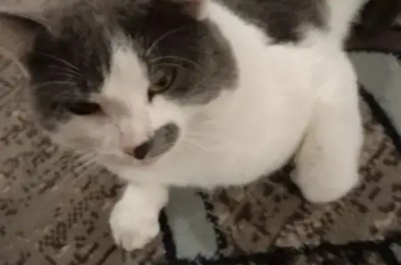 Пропал кот, улица Энергетиков, городской округ Ялуторовск - серо-белый окрас - photo