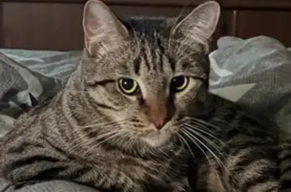 Кошки потеряшки, Белоозёрский, фото: Потеряшка кот, Молодёжная улица, 30, Белоозёрский - полосато-чёрный