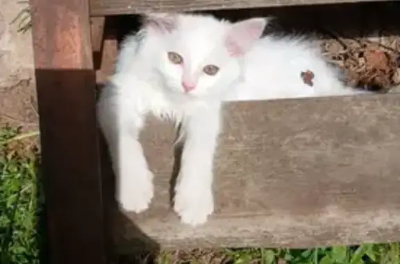 Пропала кошка, улица Шолохова, 9, Киржач - белая, пушистая, добрая - photo