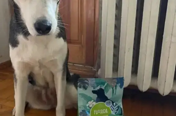 Пропала собака, Батуринская улица, Ростов-на-Дону - черная белая хаска - photo