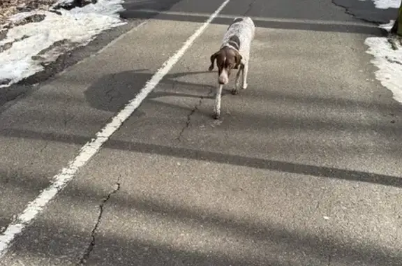 Найденные животные Ставрополь, фото: Найден собака, мужской, улица Лермонтова, Ставрополь