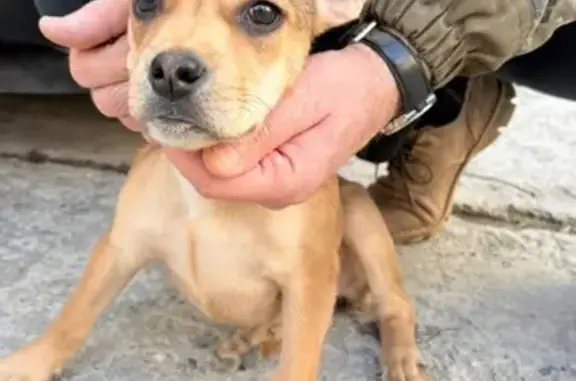 Найдена собака, Анапа, фото: Найдена собака, бульвар Евскина, 5 к2, Анапа - молодая девочка с купированным хвостом