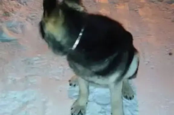 Найдена собака, Томск, фото: Найдена собака, улица Мокрушина, Томск - ласковый и понимает команды