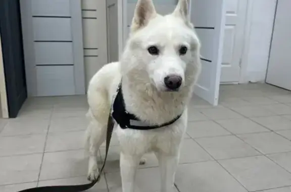 Найденные животные Курган, фото: Найдена собака, мужской, улица Некрасова, 15А, Курган