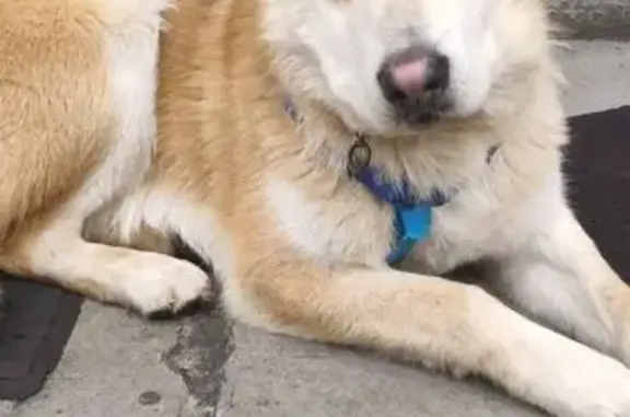 Найдена собака, Зеленоград, фото: Найдена собака, улица Конструктора Гуськова, Зеленоград - рыжий окрас, зелёный ошейник