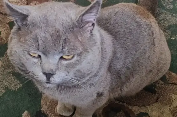 Пропал кот, улица Генерала Петренко, Навля - серый с рыжей полосой и поломанным клыком - photo