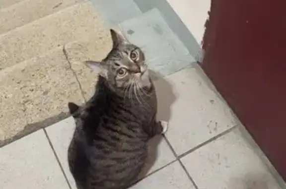 Найденные животные Москва, фото: Найдена кошка, Нагорная улица, 20 к2, Москва - камышового цвета