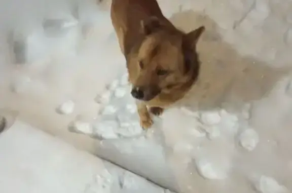 Найдена собака, Нижний Новгород, фото: Найдена собака, Горная улица, 24, Нижний Новгород - бегает пятый день