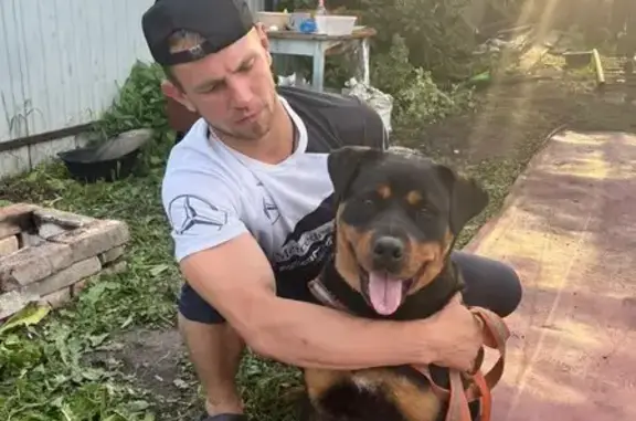 Пропала собака, улица Луначарского, 19, Кемерово - ротвейлер-девочка в ошейнике - photo