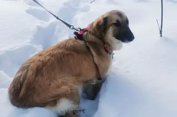 Пропала собака, женский пол, улица Введенского, Москва - бежевая с красной шлейкой - photo