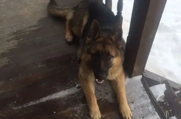 Пропала собака, Новгородская улица, 43, Старое Ракомо - photo