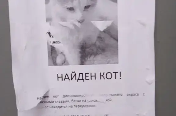 Найдена кошка, Нижний Новгород, фото: Найдена кошка, Горная улица, 24, Нижний Новгород