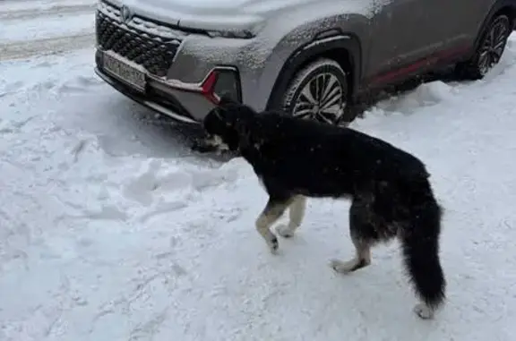 Пропал собака, улица Крейзера, 20, Воронеж - черный дворняжка с разными глазами - photo