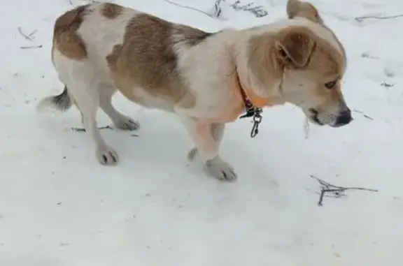 Пропала собака, Комсомольская площадь, Орёл - photo