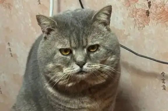 Пропал кот, Февральская улица, 75, Шадринск - серо-пепельный в полоску, светло-коричневый ошейник - photo