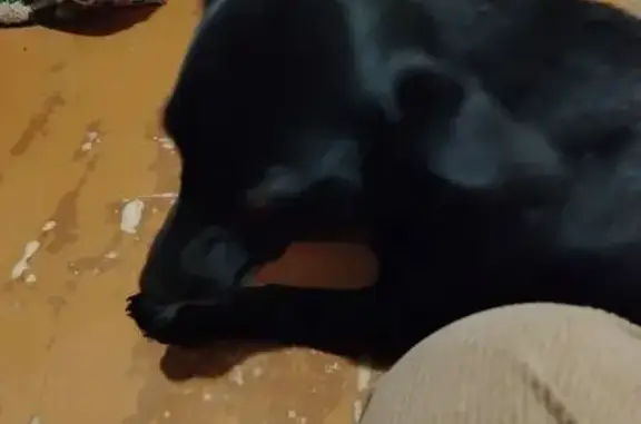 Пропала собака, улица Богдана Хмельницкого, 1А, Липецк - чёрный окрас - photo