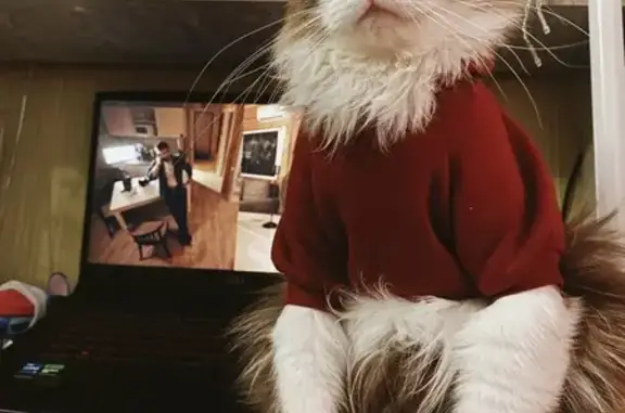 Кошки потеряшки, Красноярский сельсовет, фото: Потеряшка кот, Шоссейная улица, Красноярский сельсовет - голубые глаза