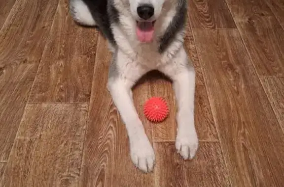 Пропал собака, проезд Строителей, 4, городской округ Липецк - хаски с голубыми глазами - photo