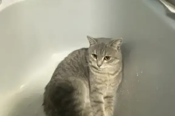 Пропал кот, Комсомольская улица, 36, Минусинск - серый окрас, большие жёлтые глаза - photo