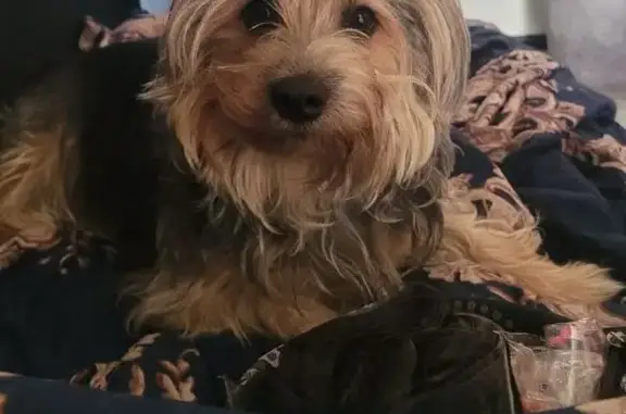 Пропал собака, Майкоп, Адыгея - метис по кличке Тима - photo