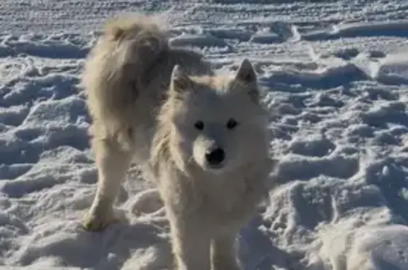 Найдена собака, Гурьевский городской округ, фото: Найдена собака, улица Аэропортная, Гурьевский городской округ - похож на самоеда