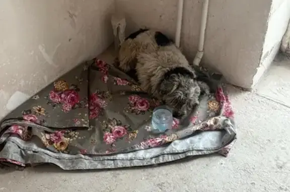 Найдена собака, Белый Яр, фото: Найдена собака, Заречная улица, Белый Яр - белая с черными пятнами