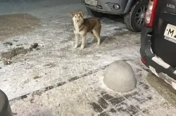 Найденные животные Курган, фото: Найдена собака, Сиреневая улица, Курган