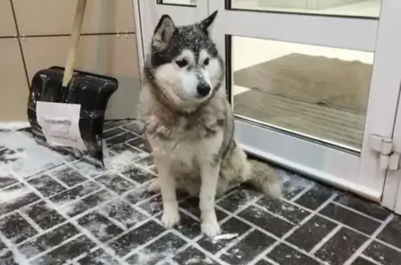 Объявления о пропавших и найденных животных, Тамбов, фото: Найдена собака, Пролетарская улица, 363, городской округ Тамбов - похожа на лайку