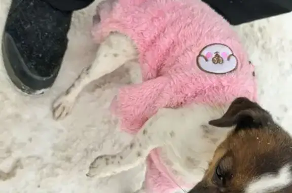 Найдена собака, Уфа, фото: Найдена собака, улица Авроры, Уфа - бело-коричневая девочка