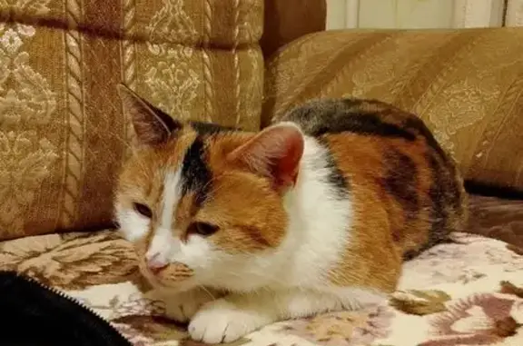 Найдена кошка, Озерки, фото: Найдена кошка, Комсомольская улица, 11, Озерки - черно-рыже-белая, пушистая