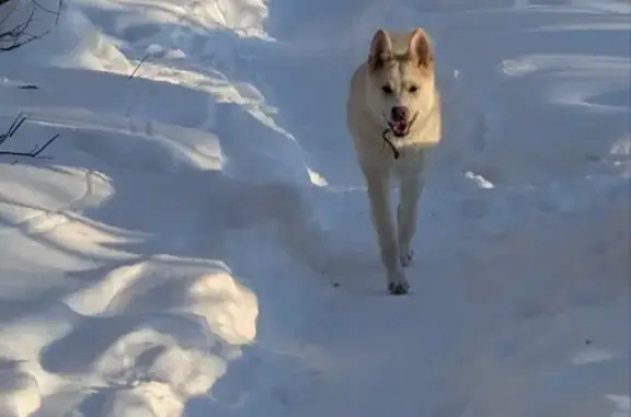 Найдена собака, Москва, фото: Найден собака, Карамышевская набережная, Москва - очень ласковый и добрый