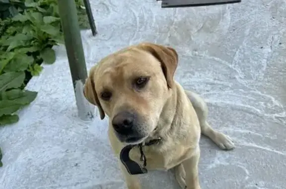 Собаки потеряшки, Часцы, фото: Потеряшка собака, Часцы, Московская область - хороший, дружелюбный пес