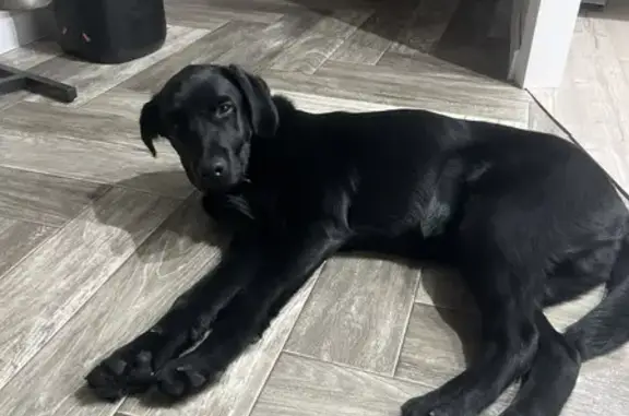 Пропал собака, Белово, Кемеровская область - чёрный лабрадор, 6 месяцев - photo