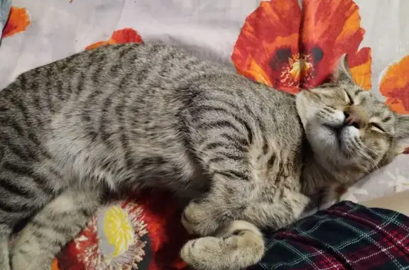 Пропал кот, Октябрьская площадь, Россошь - ушел на самовыгули и не вернулся - photo