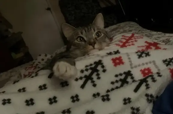 Пропал кот, Московская улица, Димитровград - серенький с белыми лапками - photo