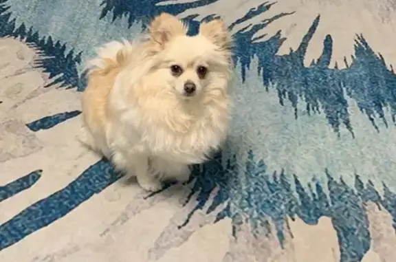 Пропала собака, женский пол, улица Маршала Василевского, 23, городской округ Тверь - белорыжая, очень боится других людей - photo