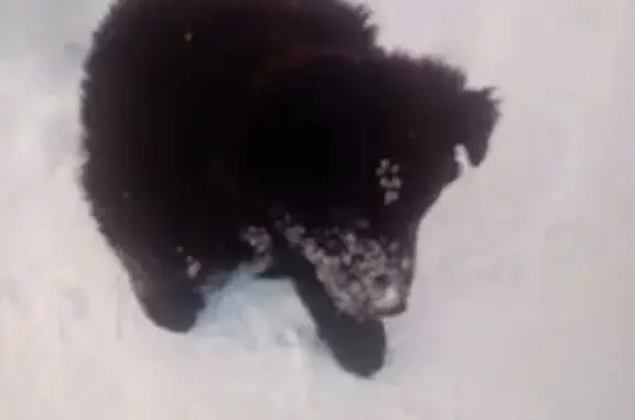 Найдена собака, улица Николая Злобина, к106, Зеленоград - щенок, чёрный - photo