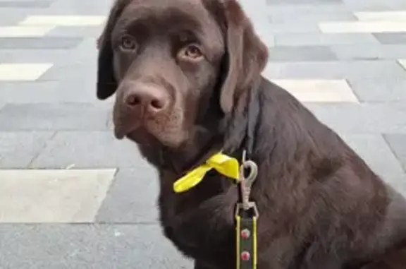 Пропал собака, Лучистая улица, Заречье - коричневый лабрадор, 1 год - photo