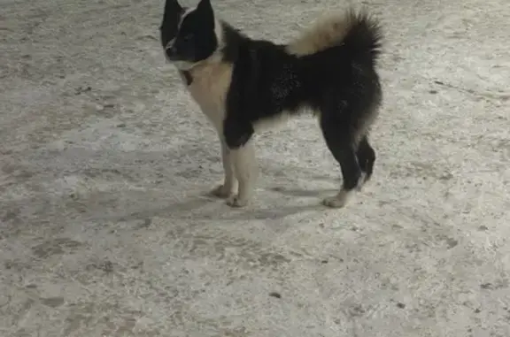 Найдена собака, Деденево, фото: Найдена собака, парковка Мираторг, Деденево