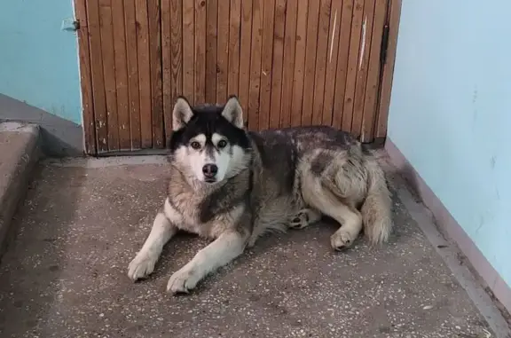 Найдена собака, Нижний Новгород, фото: Найдена собака, женский пол, Тепличная улица, Нижний Новгород