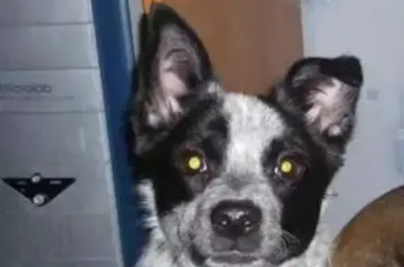 Пропал собака, улица Елизаровых, 50, Томск - окрас как у спаниель - photo