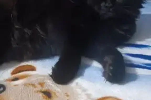 Потерянные животные Калининград, фото: Пропал кот, Зелёная улица, Калининград - вырвался из шлейки