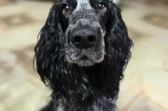 Пропал собака, Садовая улица, Зональная Станция - русский спаниель, чёрный с белой грудью - photo